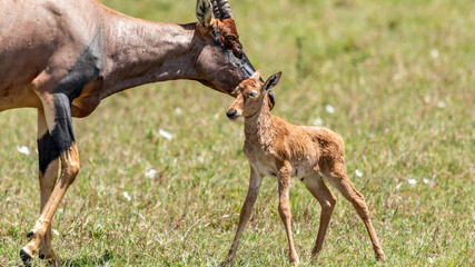 Topi - Masaï Mara Kenya