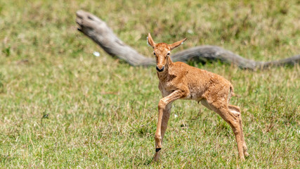 Topi - Masaï Mara Kenya