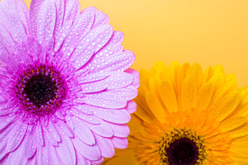 Beautiful fresh gerbera flowers with dew drops on the petals.