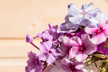 Pink Phlox flower - genus of flowering herbaceous plants.Summer plants and flowers in the garden. Phlox bouquet isolated on wooden background.Copy space