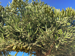 Candelabra Tree, African Milk Tree on blue clear sky background