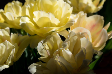 Obraz na płótnie Canvas Macro photo of yellow tulips.