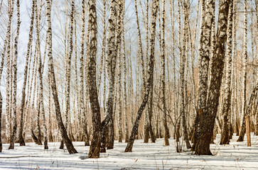 Fototapeta premium Sunny spring day in the forest with melted snow. Snow melts in early spring. Snow melts in the forest. Spring weather