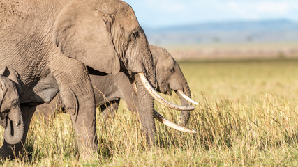 Elephant - Masaï Mara Kenya