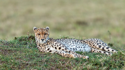 Guépard - Masaï Mara Kenya