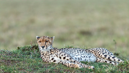 Guépard - Masaï Mara Kenya