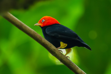Red-capped Manakin, Pipra mentalis, rare bizar bird, Nelize, Central America. Wildlife scene from nature. Birdwatching in Belize.