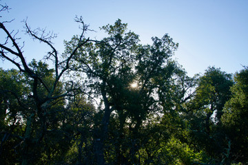 Cork oaks in the backlight