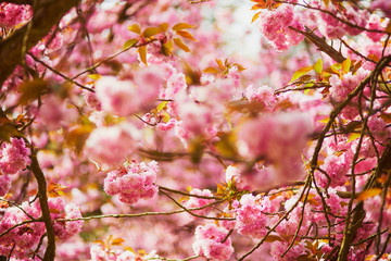 pink cherry blossom tree in full bloom on a spring day