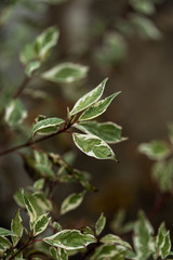 Branch of ficus benjamina with variegated leaves, selective focus, copy space. Motley background of green leaves with white spots on the branches of ficus Veniamin growing in the room