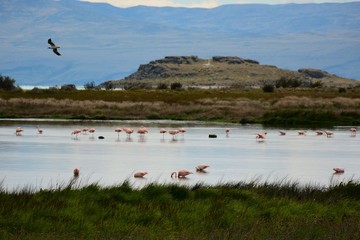Flamencos en Laguna Nimez en El Calafate, Patagonia Argentina