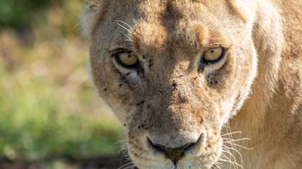 Lions - Masaï Mara Kenya