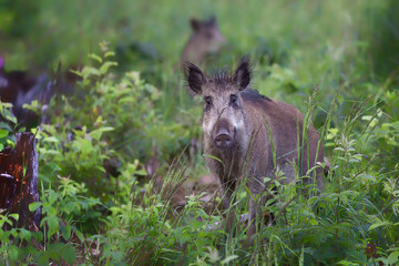 Wild boar (Sus scrofa) in summer, Slovakia, Europe © Ivan