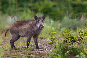 Wild boar (Sus scrofa) in summer, Slovakia, Europe