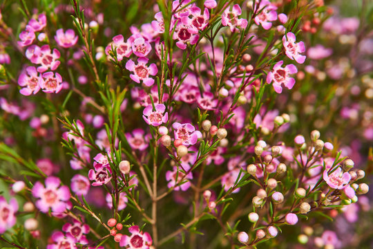 blooming chamelaucium bush with purple flowers