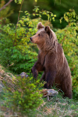 Obraz premium European Brown Bear, [Ursus arctos] Slovakia....................................................