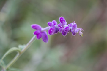 Purple flower