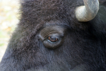 Buffalo
