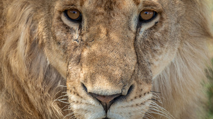 Fototapeta premium Lions - Masaï Mara Kenya
