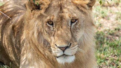 Fototapeta na wymiar Lions - Masaï Mara Kenya
