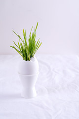 Easter grass growing in egg shell on a egg tray on white table. Hydroponic concept
