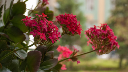 Obraz premium Flowers of a dark pink colanchoi against the background of a room window.