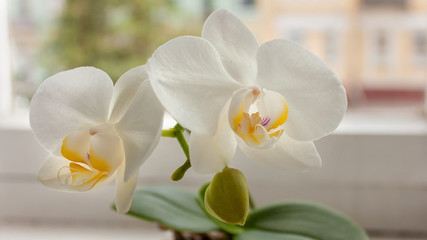 White orchid flowers on the background of a room window.