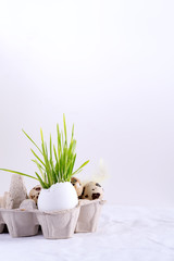 Easter grass growing in egg shell and quail eggs in paper tray on awhite background. Eco concept