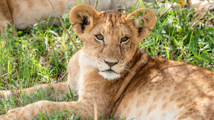 Obraz na płótnie Canvas Lions - Masaï Mara Kenya