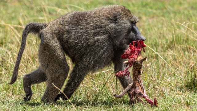 Singe - Masa&iuml; Mara Kenya