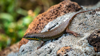 Lézard - Masaï Mara Kenya