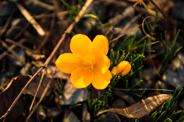 First crocus blossoms announce spring