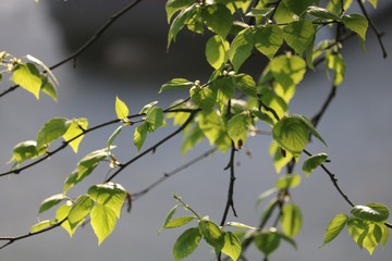 green leaves of tree