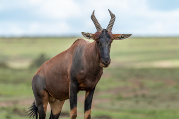 Topi - Masaï Mara Kenya