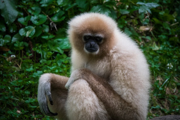 Gibbon Monkey, Zoo Captivity