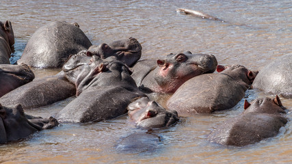 Hippopotame - Masaï Mara Kenya