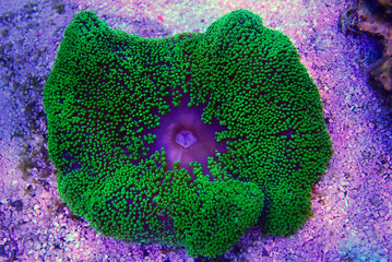 Green Carpet anemone - Stichodactyla haddoni