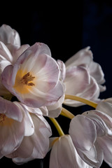 Fototapeta na wymiar tulips with pink petals on a dark background