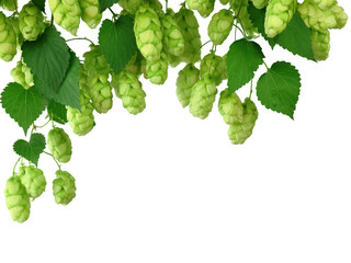 Hop cones isolated on white background. Beer brewing ingredients. Beer brewery concept. Beer...