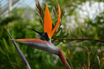 Primer plano de Strelitzia reginae o ave del paraíso