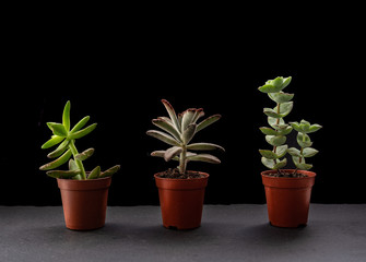 fotografía de cactus en fondo negro horizontal
