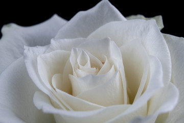 Macro of white rose petals against black background