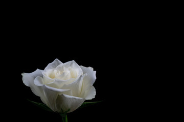 Closeup of white rose isolated in black