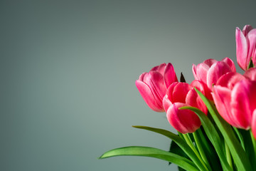 Bouquet of pink tulip isolated from background