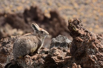 Chinchilla sobre piedras en la reserva natural La Payunia en Mendoza, Argentina