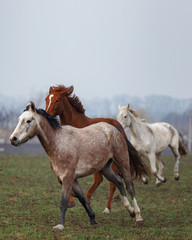young horses graze in the field