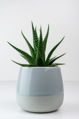 Closeup of Haworthia attenuata houseplant in glossy ceramic vase