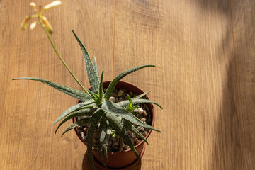 Obraz premium Aloe plant in bloom. Selective Focus. Wooden background