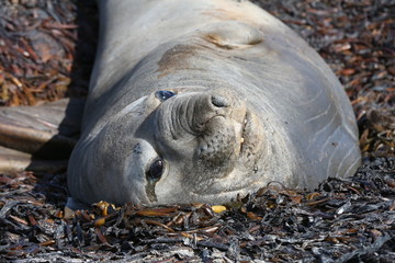 Elephant Seal