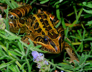 Leptodactylus latrans, creole frog or llanera